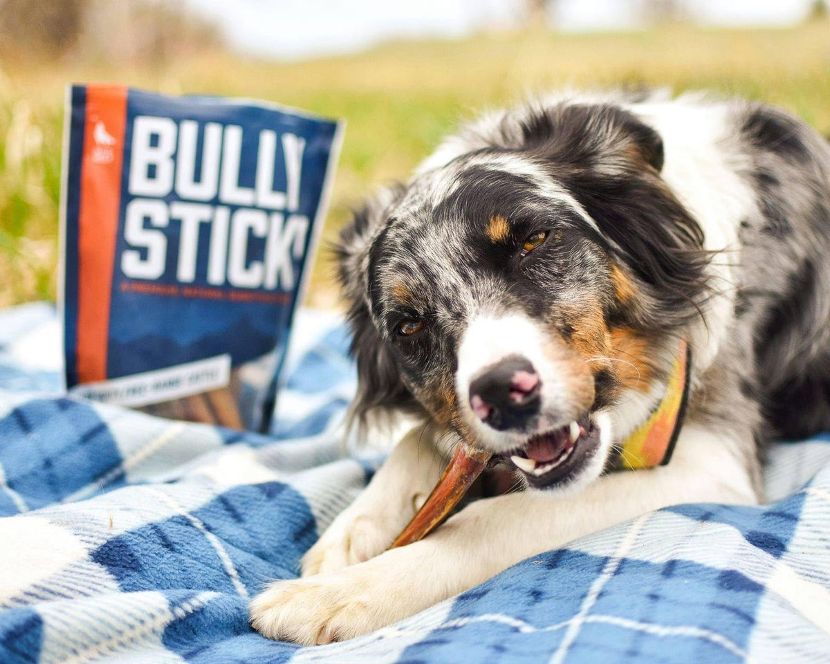 Dog enjoying a Wild Wolf bully stick outdoors