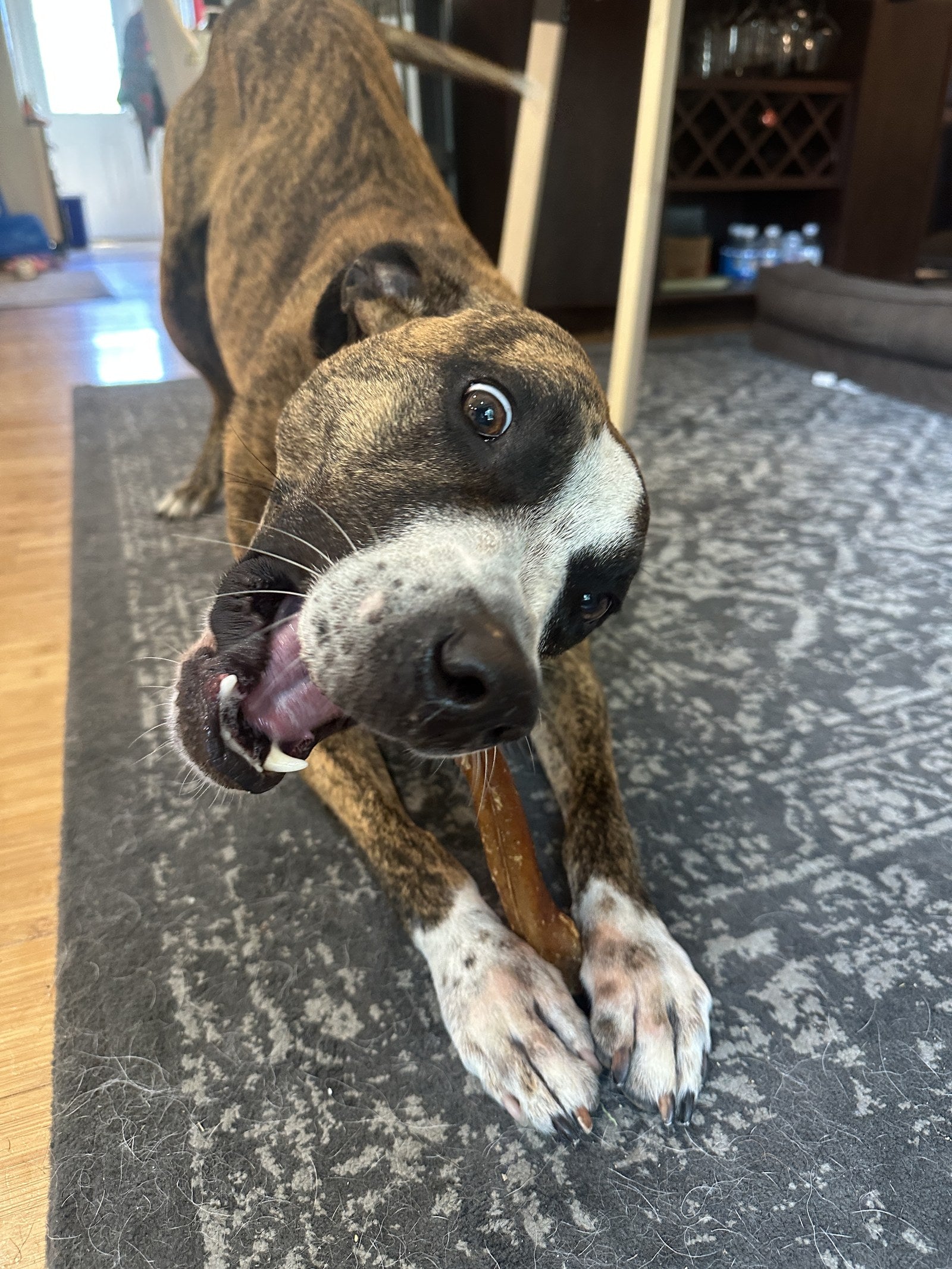 A happy brindle rescue dog mid-chew on a Wild Wolf 12-inch bully stick