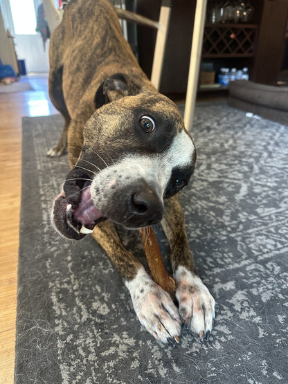 A happy brindle rescue dog mid-chew on a Wild Wolf 12-inch bully stick
